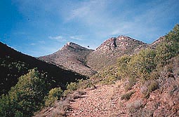 Pico de Aguila