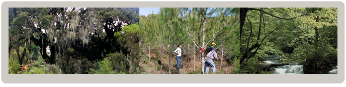 Grado en Ingeniería Forestal y del Medio Natural Grado en Ingeniería Forestal y del Medio Natural