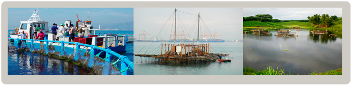 Máster Universitario en Acuicultura Máster Universitario en Acuicultura