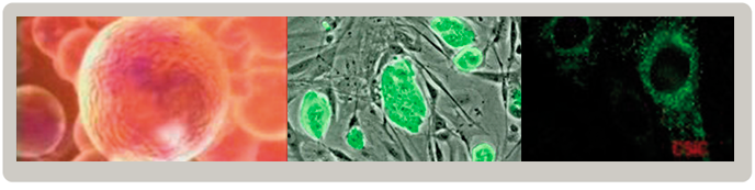 Máster Universitario en Biotecnología Biomédica Máster Universitario en Biotecnología Biomédica