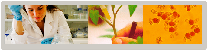 Máster Universitario en Mejora Genética Vegetal Máster Universitario en Mejora Genética Vegetal