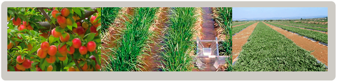 Máster Universitario en Producción Vegetal y Ecosistemas Agroforestales Máster Universitario en Producción Vegetal y Ecosistemas Agroforestales