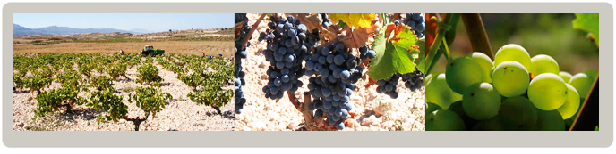 Máster Universitario en Viticultura, Enología y Gestión de la Empresa Vitivinícola Máster Universitario en Viticultura, Enología y Gestión de la Empresa Vitivinícola