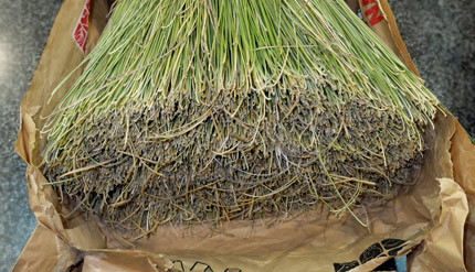 Esparto grass . Researchers validate his suitability to insulate buildings from noise and heat