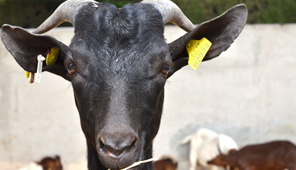 Experimentaci�n animal. La UPV se adhiere al acuerdo de transparencia impulsado por COSCE