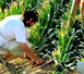 Curs d'Agroecologia 