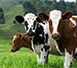 Compostaje menos contaminante