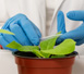 Vacunas ms eficaces para plantas 