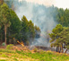 INFORMA FORESTS