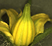 Tomates de calidad