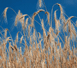 Alerta agroalimentaria