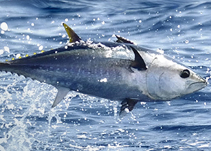 Seminario 'Gestión sostenible de los recursos pesqueros: el debate sobre el atún rojo'