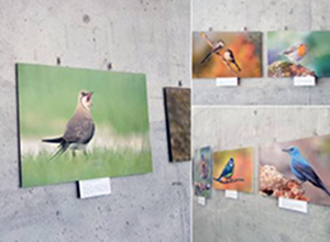 Exposición fotográfica 'Els ocells de la Safor', de Jesús Vilaplana