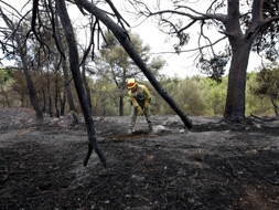 Un hombre cava para retirar las cenizas de la zona de montaña de la localidad de Náquera donde esta mañana se ha declarado un incendio