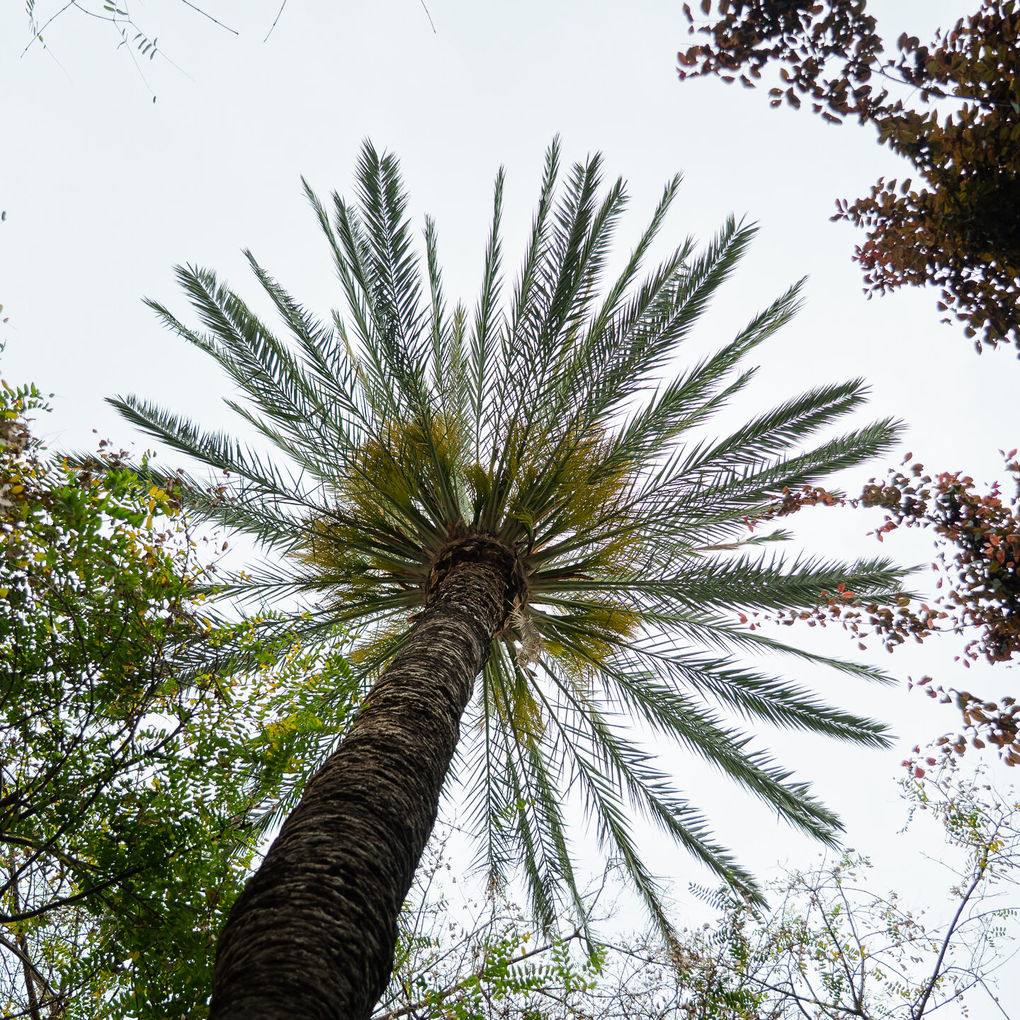 Ejemplar monumental de palmera datilera