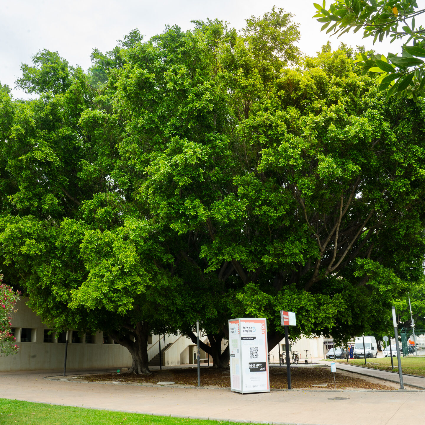 Ejemplares de Ficus microcarpa ubicados en el campus de Vera de la UPV