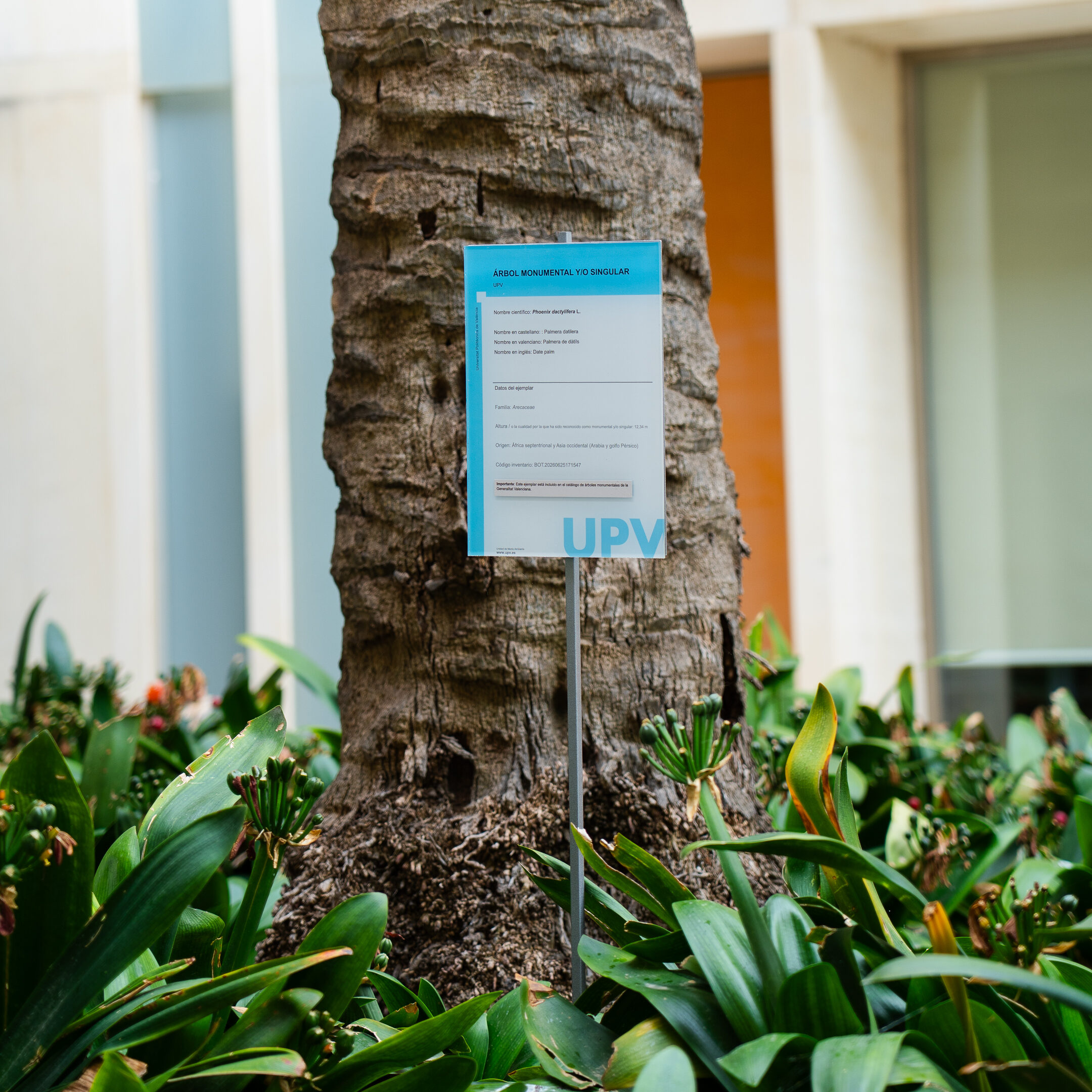 Cartel informativo de un ejemplar monumental de palmera datilera