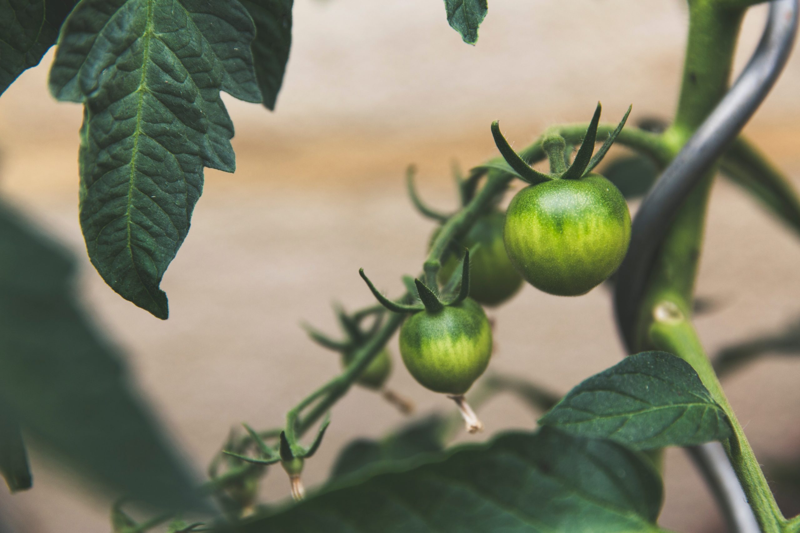 Programa de Doctorado en Economía Agroalimentaria