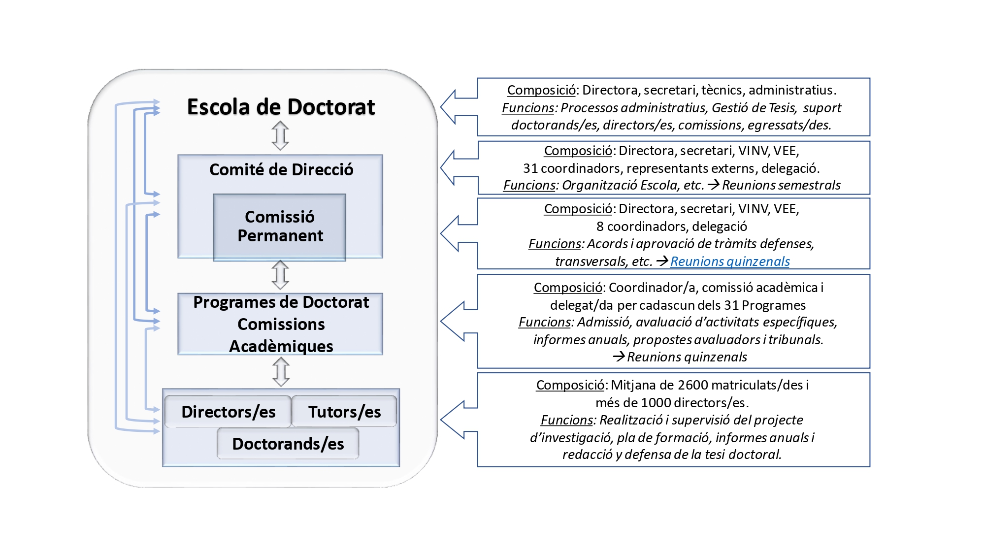 Organigrama Escola de Doctorat