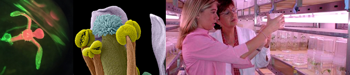 Doble Mster Universitari en Enginyeria Agronmica + Biotecnologia Molecular i Cellular de Plantes