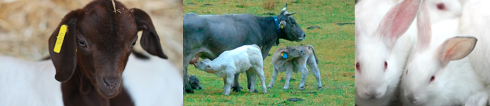 Doble Mster Universitari en Enginyeria Agronmica + Producci Animal