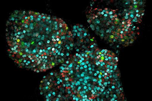 Shoot apex_cell cycle
