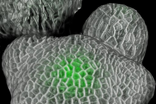 Shoot apex_stem cells