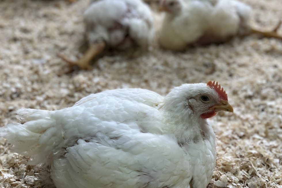 Broilers