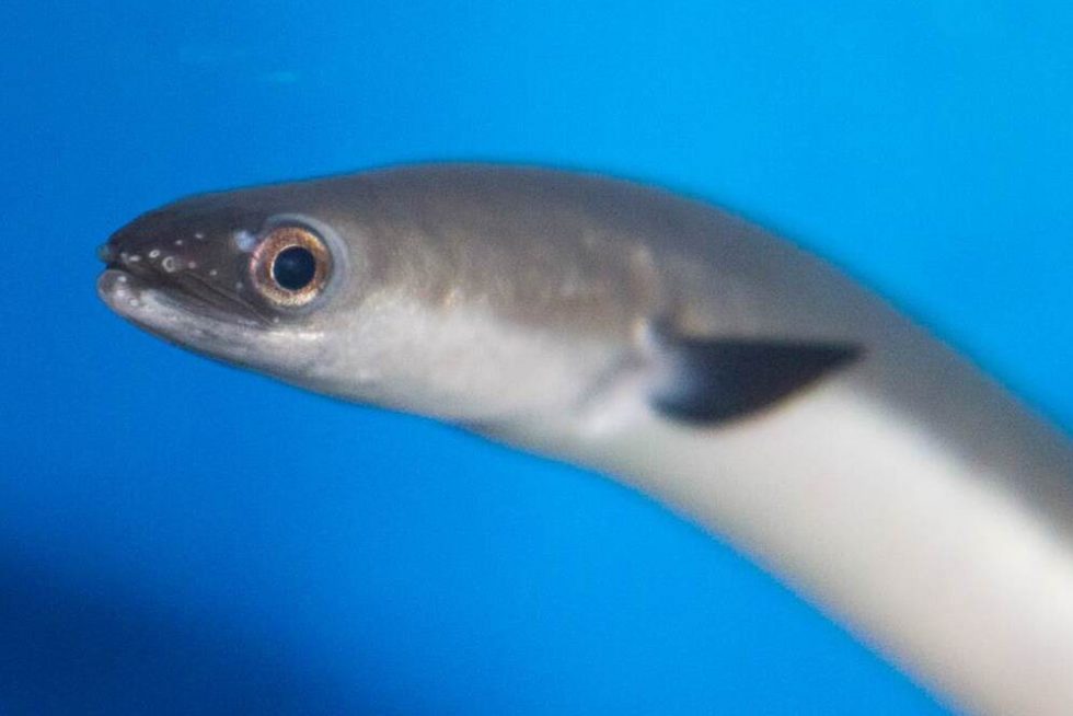 Anguila