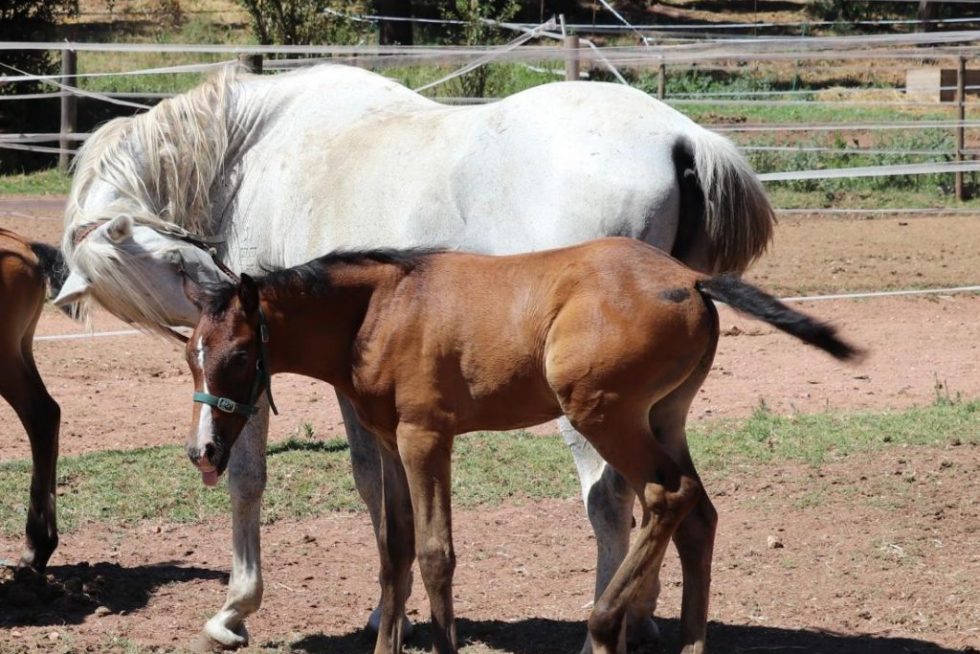 Equino