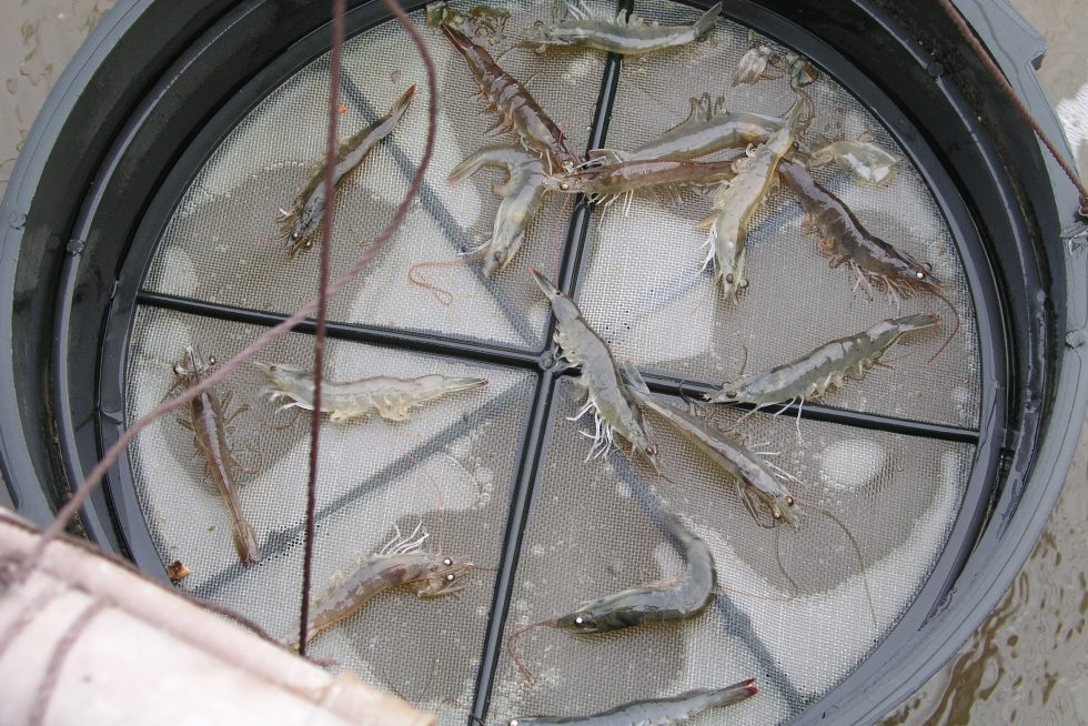 Camarones
