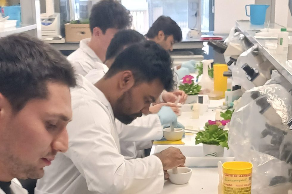 lab