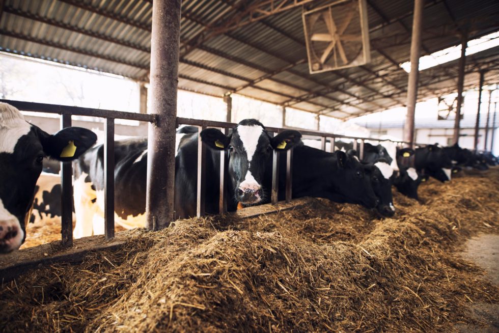 Vacas