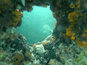 Arrecife Malvarrosa