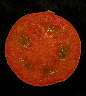 Variedad Hydra Variedad Hydra