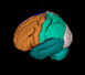 Uno de los atlas del cerebro m�s detallados del mundo 