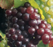 Premio Terroir