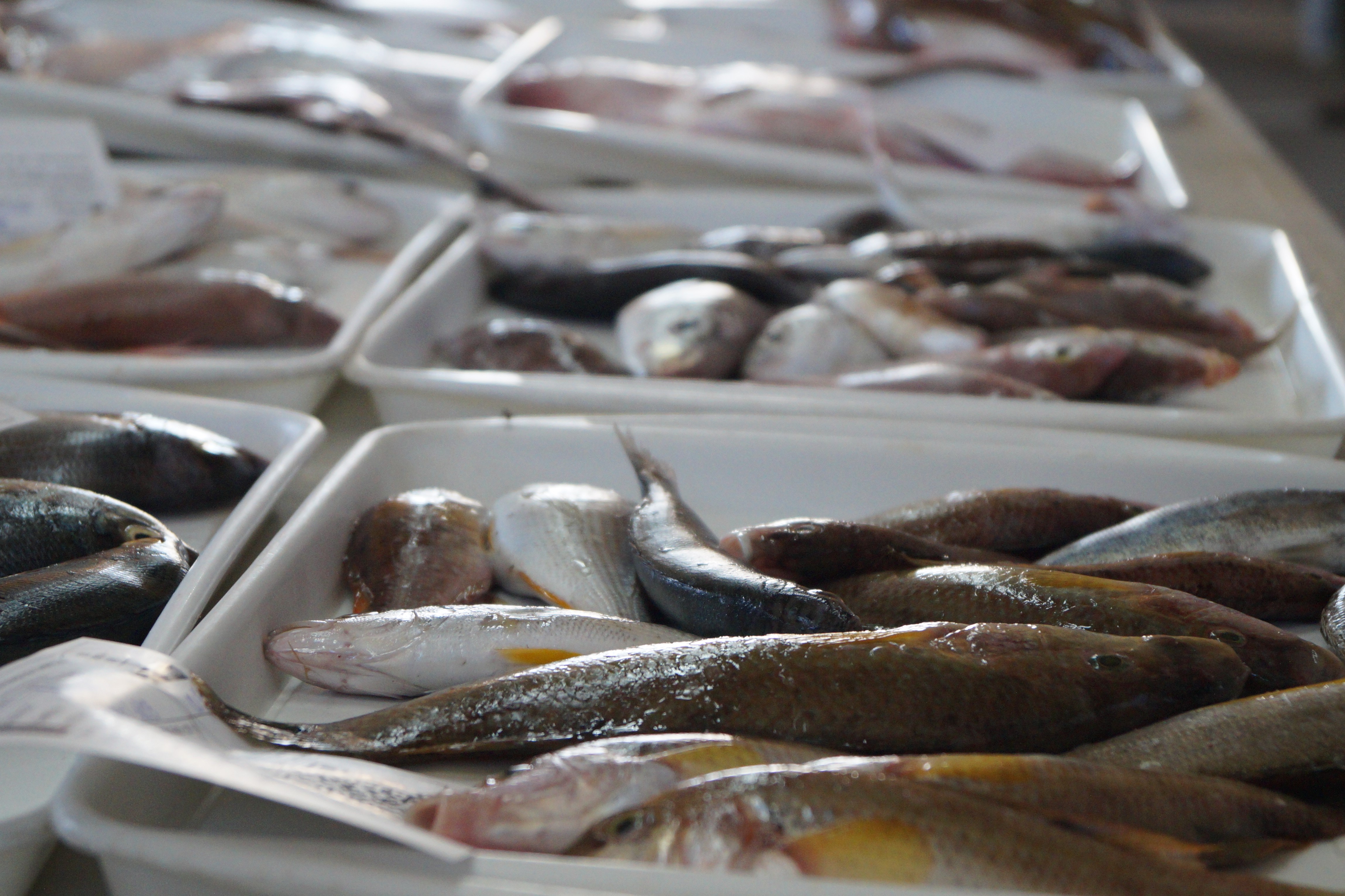 Bases de datos para conocer las lonjas de pescado del Mediterrneo